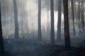 Scorched forest after fire Royalty Free Stock Photo