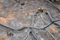 Scorched ground Royalty Free Stock Photo