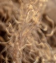 Scorched hair on the head. Macro