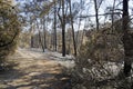 Scorched landscape on rhodes island after forest fire
