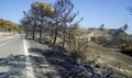 Scorched landscape on rhodes island after forest fire