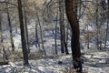 Scorched landscape on rhodes island after forest fire
