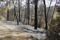 Scorched landscape on rhodes island after forest fire