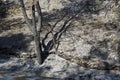 Scorched landscape on rhodes island after forest fire