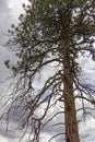 Scorched Tree in Kaibab forest Royalty Free Stock Photo