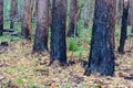 Scorched trees, burned tree trunks, forest fire Royalty Free Stock Photo