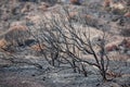 Scorched trees and ground covered with ashes after wildfire