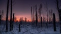 Scorcher forest in winter