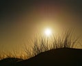 Scorching sunshine on the sand dunes, west coast, New Zealand