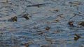 Large gathering of frogs croaking in a tranquil pond during spring