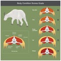 The scoring body and structure loin area of goats