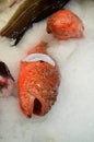 Scorpaena Scrofa,Scorpion fish prepaired for cooking Rose fish (sebastes marinus) Royalty Free Stock Photo