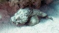 Scorpaenopsis diabolus (Devil scorpionfish) in the Royalty Free Stock Photo