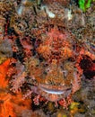 Scorpaenopsis oxycephala, tasseled scorpionfish