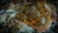 Scorpion fish hunts red sea reef Royalty Free Stock Photo