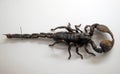 Scorpio. A dried stuffed insect.State Zoological Darwin Museum.