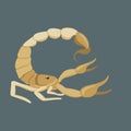 Scorpio vector illustration,flat style ,profile