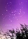 Scorpio zodiac constellations sign with forest landscape silhouette on beautiful starry sky with galaxy and space behind Royalty Free Stock Photo