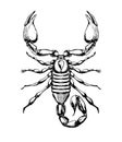 Scorpio zodiac sign, ink sketch, line tattoo, dangerous wild animal symbol, hand drawing isolated on white background