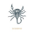 Scorpio zodiac symbol, hand drawn in engraving style. Vector graphic retro illustration of astrological sign Scorpion. Royalty Free Stock Photo