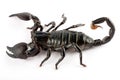 Scorpion Royalty Free Stock Photo