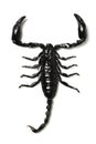 Scorpion Royalty Free Stock Photo