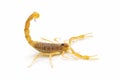 Scorpion Royalty Free Stock Photo