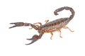 Scorpion