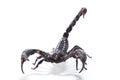 Scorpion Royalty Free Stock Photo