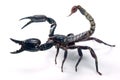 Scorpion Royalty Free Stock Photo