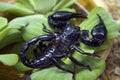 Scorpion Royalty Free Stock Photo