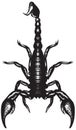 Scorpion Royalty Free Stock Photo