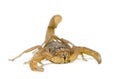 Scorpion against white background Royalty Free Stock Photo