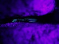 Scorpion on alert between rock under uv light at night Royalty Free Stock Photo