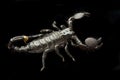 Scorpion on Black Royalty Free Stock Photo