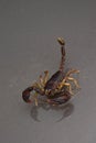 Scorpion on a black background