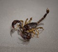 Scorpion on a black background Royalty Free Stock Photo