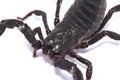 Scorpion Black body on white background
