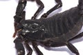 Scorpion Black body on white background