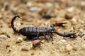 Scorpion black color