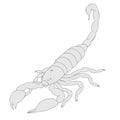 Scorpion - black emperor Royalty Free Stock Photo
