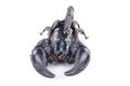 Scorpion Royalty Free Stock Photo