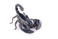 Scorpion Royalty Free Stock Photo