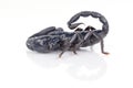 Scorpion Royalty Free Stock Photo