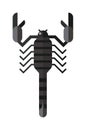Scorpion black silhouette insect animal vector.