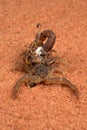 Scorpion brings babies on her back