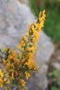 Scorpion broom flowers also call genista scorpius