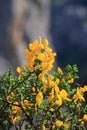 Scorpion broom flowers also call genista scorpius