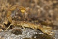 Scorpion (Buthus occitanus)