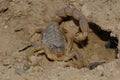 Scorpion (Buthus occitanus)